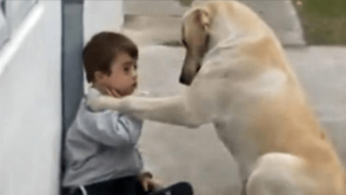 Photo of Dog Approaches Boy With Down Syndrome