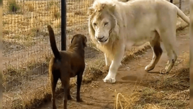 Photo of Labrador Comes Face To Face With A H uge White Lion, But The Lion Grabs Her Leg