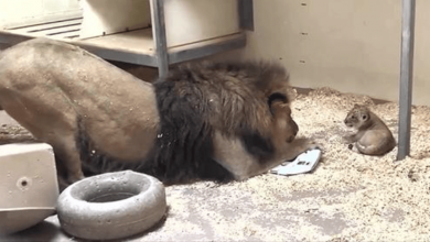 Photo of Heart-M3lting Moment Dad Lion Crouches Down To Meet His Baby Cub For The First Time