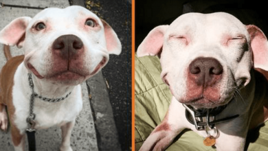 Photo of Stray Pit Bull Can’t Stop Smiling After He Was Rescu3d