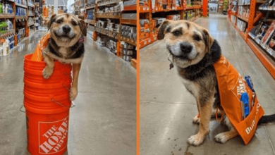 Photo of Adorable R3scue Pup Is Now Home Depot’s Cutest Employee Ever