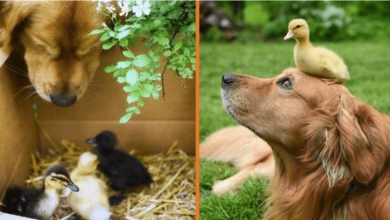 Photo of Sweet Dog Takes On Role Of Mom To 3 0rphaned Newborn Ducklings