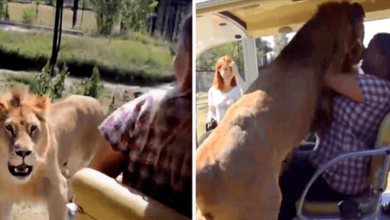 Photo of Wild Lion Jumps Into An Open Safari Vehicle And Goes Straight For Woman’s Face