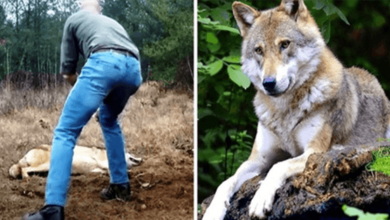 Photo of Man Saves Wolf And Her Cubs, Years Later The Wolf Returns The Favor