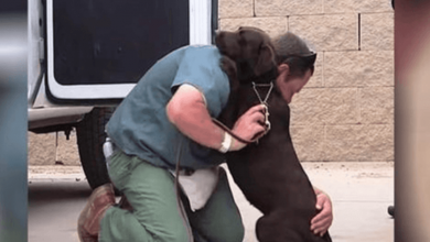 Photo of Dog Was Taken To Be Put Asleep, But One 1nmate Gave Her A Tight Hug