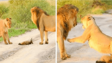 Photo of Lioness 4dopts An 1njured Baby Fox, Saves Him From Being Taken By Hungry Lion