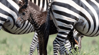 Photo of Baby Zebra Is Born With Dots Instead Of Stripes – First Time Ever Recorded (+8 Pics)