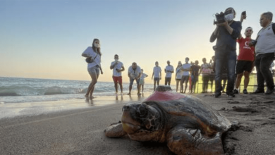 Photo of Sea Turtle From Turkey Conquers Mediterranean In Two-Year Journey