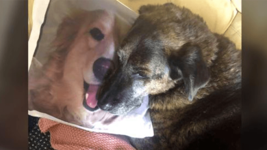 Photo of Gr1eving Dog Won’t St0p Cuddling Pillow Of His Brother Who Pass3d Away