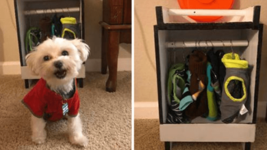 Photo of R3scue Dog Loves Clothes So Much That His Grandpa Built An Adorable Closet Just For Him