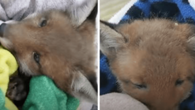 Photo of Family S4ves Baby Fox In Their Yard And R3unites Him With Mom