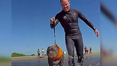 Photo of Sav3d From A Life Of Dogf1ghting, D3af R3scue Pit Bull Tastes Freedom As He Hops On A Surfboard