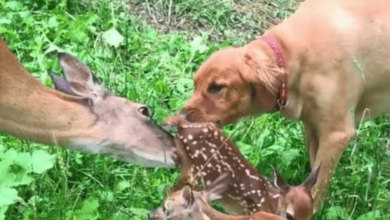 Photo of Mama Deer Appeared At Her Family’s Front Door To Show Her Babies To Her Best Friend Dog