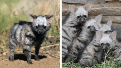 Photo of Meet The Aardwolf, The Adorable Little “Wolf” You Never Knew Existed
