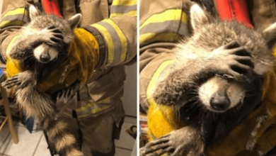 Photo of Emb4rrassed Raccoon Is Taking The Internet By Storm After Being R3scued By Firefighters