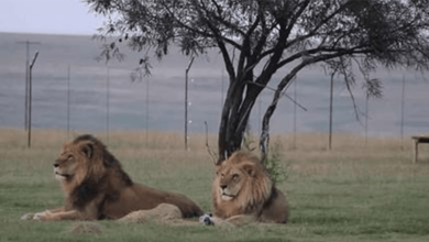 Photo of Circus Lions Get R3scued And Step On Grass For The First Time