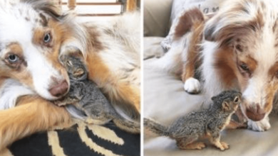 Photo of R3scue Squirrel Loves To Cuddle With His Best Buddy