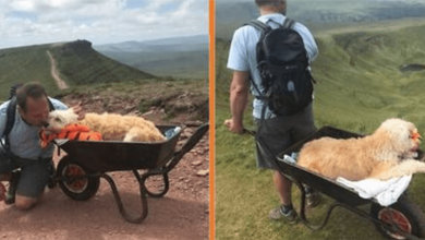 Photo of Man Takes His Dy1ng Dog Up His Favorite Mountain In Wheelbarrow One Last Time