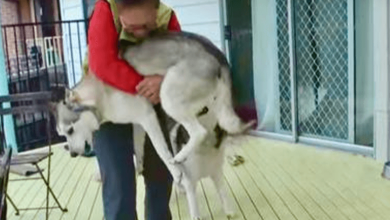 Photo of Husky Overjoyed To Meet His Grandma Again After Two Years Apart