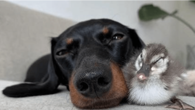 Photo of Friendly Dachshund Pup Befriends Adorable Duckling