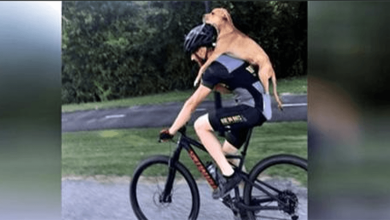 Photo of Cyclist S4ves Dog With Br0ken Leg By Giving Him A Ride Into Town