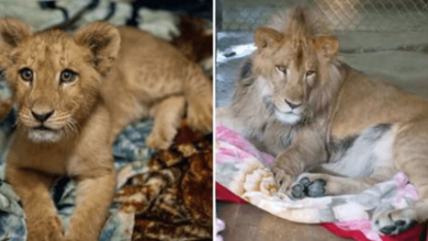 Photo of Majestic Yet Adorable Lion Cannot Sleep Without His All-Time Favorite Blankets