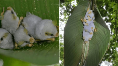 Photo of Honduran White Bats Are C4ptured On Camera In The Costa Rica Rainforest