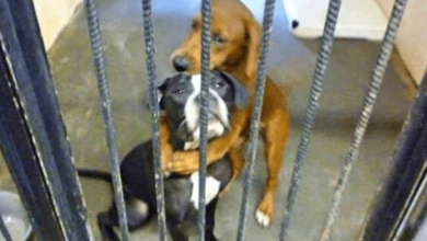 Photo of Sc4red Shelter Puppy Hugged Her Best Friend Before They Were Put Down, Then A Miracle Happened