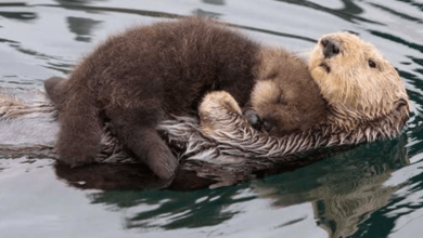 Photo of Heart-warming Photos Of Mother Otter Letting Her Newborn Baby Ride On Her Belly While Swimming