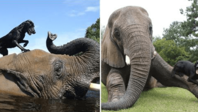 Photo of Res3rved Orph4ned Elephant Builds A Special Bond With Playful Labrador