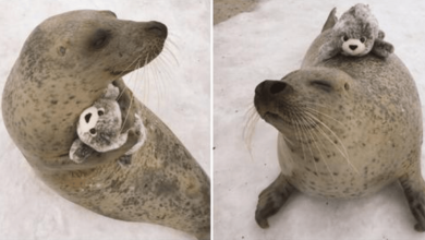 Photo of Seal Couldn’t Be Happier To See His Mini Self Toy Version And Hugs It Tightly
