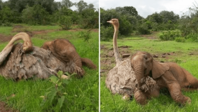 Photo of Aband0ned Baby Elephant Cuddles With Ostrich At Orph4nage, Comforting Each Other On L0ss Of Mothers
