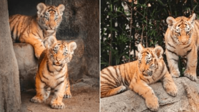 Photo of Toledo Zoo Proudly Announces The Birth Of Two Amur Tiger Cubs