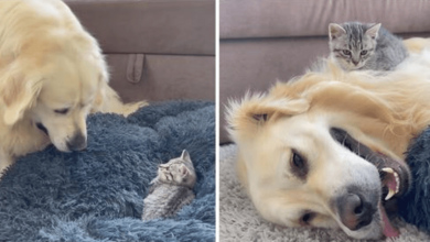 Photo of Golden Retriever Has The Most Adorable Reaction When A Kitten Occupied His Bed