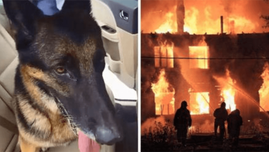 Photo of Retired Police Dog Shows He’s Still A Hero By R3scuing Toddlers Tr4pped Inside Burn1ng Home