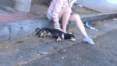 Photo of Kindhearted Bystander Sat With Dog Who Was H1t By A Car Until Assistance Could Arrive
