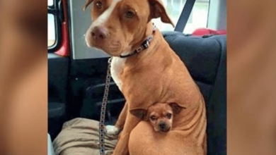 Photo of Pit Bull Doesn’t Want To Leave The Sh3lter Without His Small Friend