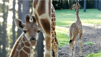 Photo of White Oak Conservation Warmly Welcomes The Newest Member Of Giraffe Family