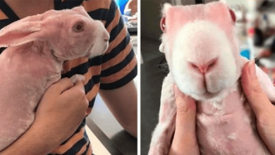 Photo of Mr. Bigglesworth, The Hairless Bunny, Was R3scued From Euth4nasia, Now Lives As An Instagram Star