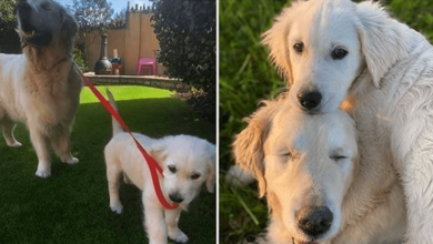 Photo of Bl1nd Golden Retriever Has His Own ‘Seeing-Eye’ Puppy To Help Him Out And Have Fun