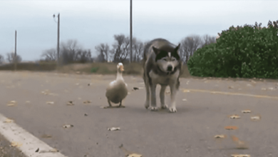 Photo of Lon3ly Husky And Duck Form Unlikely Friendship That Will Warm Your Soul