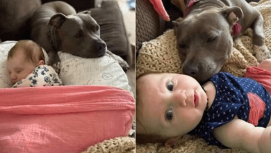 Photo of This Nanny Pit Bull Enjoys Watching Over Her New Baby Sister All Day Long