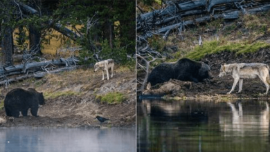 Photo of Once In A Lifetime Photos Of A Grizzly Encountering A Wolf, Captured By Photographer