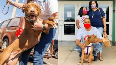 Photo of Dog Mom Eventually Finds Her Forever Family After More Than 400 Days In The Sh3lter