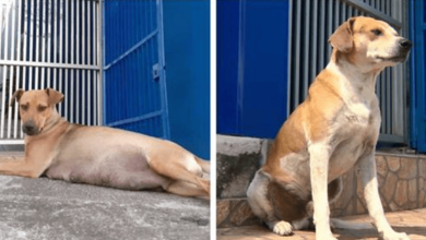 Photo of A Pair Of Str4y Dogs In Brazil Wow People With Their Incredibly Smart Act