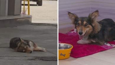 Photo of Scar3d Str4y Dog Finally Found Loving Home After 3 Years Wandering Around A Gas Station