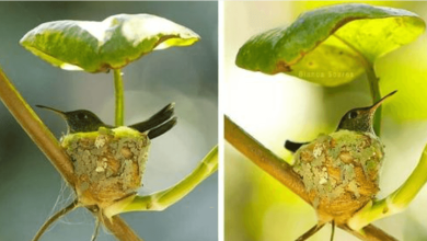 Photo of Smart Little Hummingbird Knows How To Build A Home With A Roof