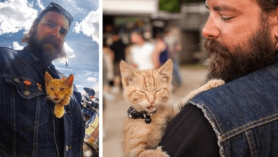 Photo of Biker Saves B4dly Burn3d Kitten, Continues Cross-Country Trip With Him