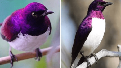 Photo of Violet-Backed Starling, The Pinnacle Of Purple Beauty In Birds