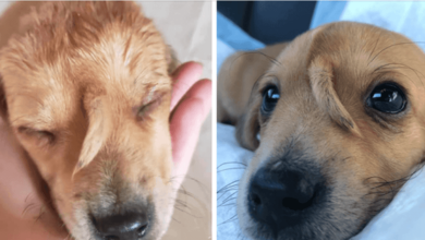 Photo of “Unicorn” R3scue Puppy Born With Extra Tail Growing From His Forehead